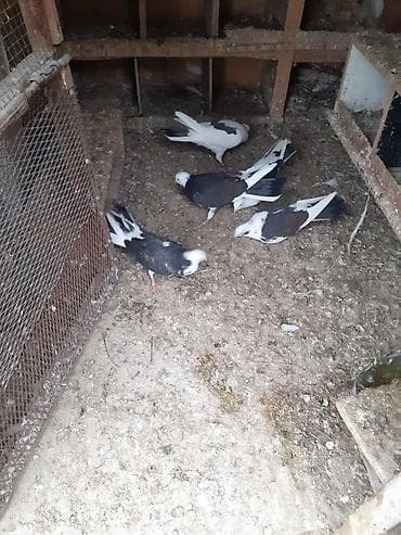 balaca itlerin satisi: Çəplər 1 cüt erkək,2 maya.1 cüt çəplər erkək maya.Yumurtaya döyürlər.1 — 4