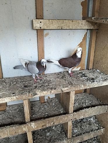 Cürbəcür rənglərdə ev göyərçinləri dəsti. Xüsusiyyətlər: - Rənglər lalafo.az -da Cürbəcür rənglərdə ev göyərçinləri dəsti. Xüsusiyyətlər: - Rənglər