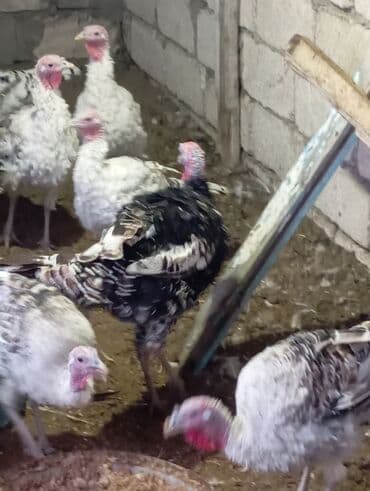 Yumurta: Məhsul: Hind quşu yumurtası mayali — 10