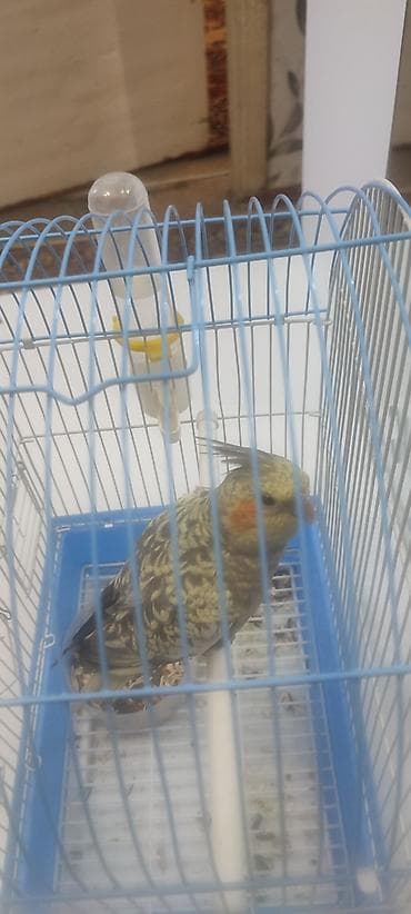 Птицы: Məhsul: Nimfa tutuquşusu (Cockatiel) və qəfəs dəsti Təsvir: - Növ — 1