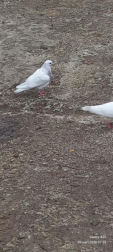 goyərcin satılır: Salam.Tam sağlamsuper uçuşları olan ağ və qara quyruq,bozla ağın — 6