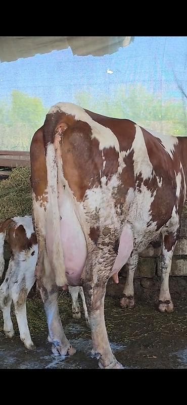 ineklər: Simental inek inci balasi erkək 4 gunluk bala ile 38.40 lt sudu var — 4