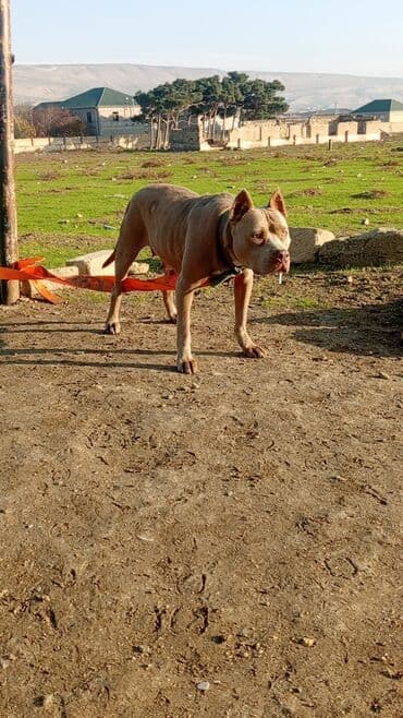 доберман цена в баку: Питбуль, 1 год, Самка, С прививками, Самовывоз — 8