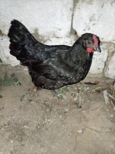 Toyuq, Damazlıq — 3