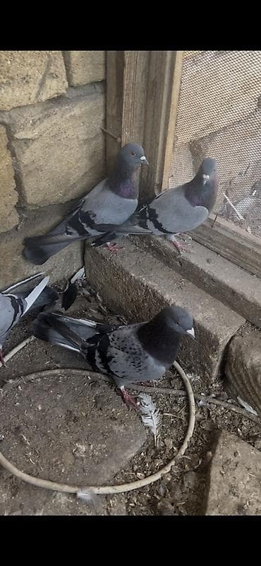 Məhsul: Ev göyərçinləri (qara zolaqlı boz rəng gamutunda) Təsvir: -