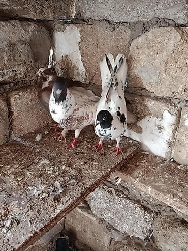 tap az heyvanlar: Kim istese maraqlana biler saglam heyvanlardi — 4