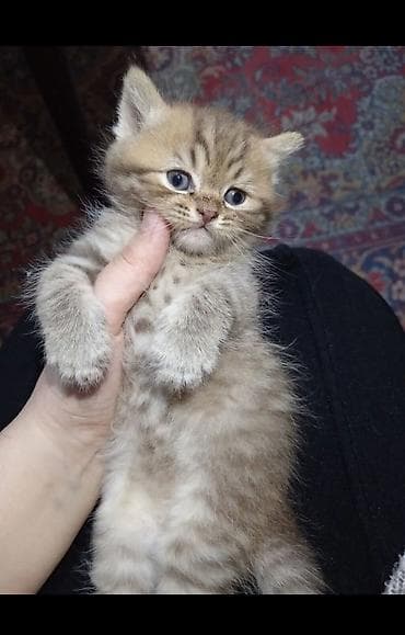 şotlan: Şotland, Erkək, Yaxşı əllərə, Ünvandan götürmə — 2