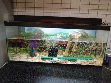 Lincoln: Tam komplekt akvarium seti - Şüşə akvarium, üst qapaqlı - Daxili — 8