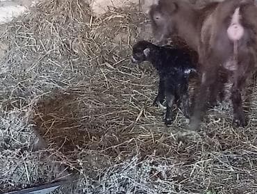 Balalı keçi - Növ: Yerli keçi (ana ilə yeni doğulmuş bala) - Rəng