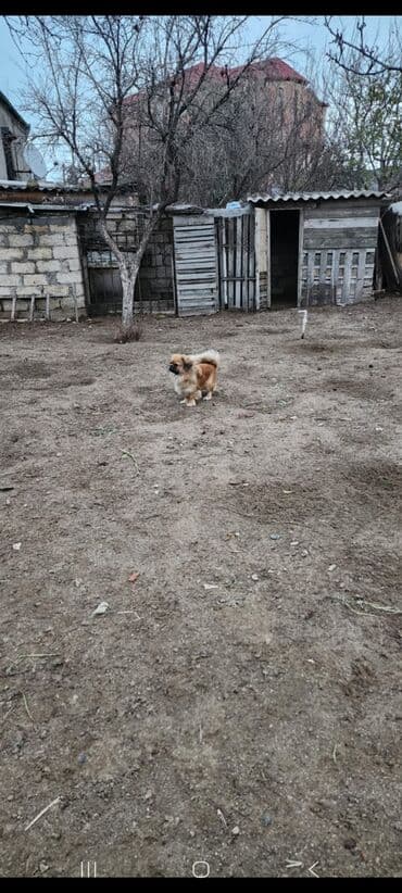 sabuncu it bazari harda yerlesir: Pekines, 1 il, Dişi, Peyvəndli, Ünvandan götürmə — 6