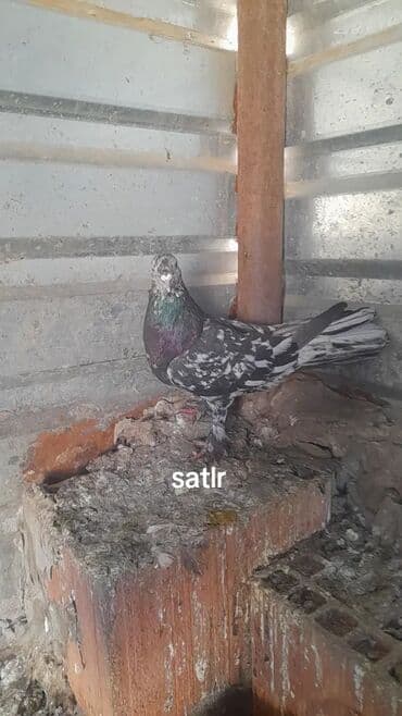 ebabil quşu: Cutu 40 manat Pakistan ebres - Növ: ev göyərçini, uçuş və damazlıq — 3