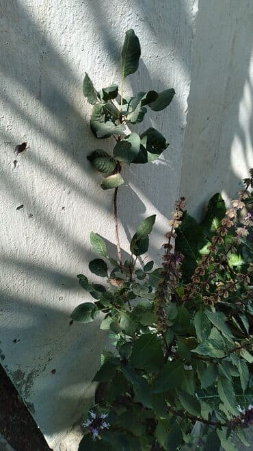 Çöl bitkiləri: Məhsul: Meyvə/ağac fidanları (torflu paketlərdə)Püsdə fidanlari — 4