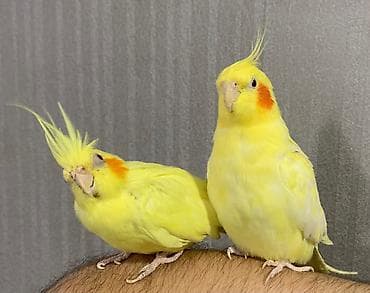Korella hazır cütdü. En son keçen il bala almışam. Ondan sonra yuvanı — 2