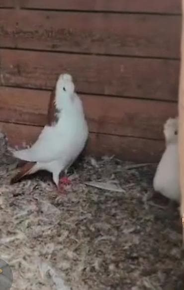 takla goyercin: ERKEY QIRMIZI BOYUN QIRMIZI QUYRUQ DESTE SAĞLAM HEYVANDİ QIZĞIN REAL — 1