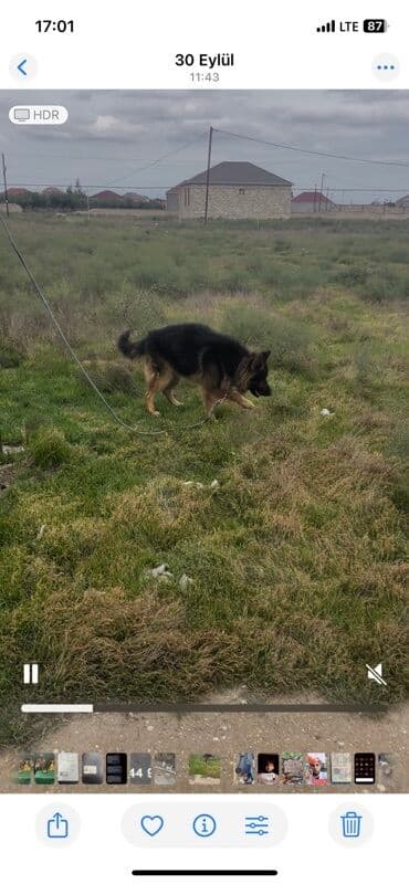 собак в добрые руки: Немецкая овчарка — 1