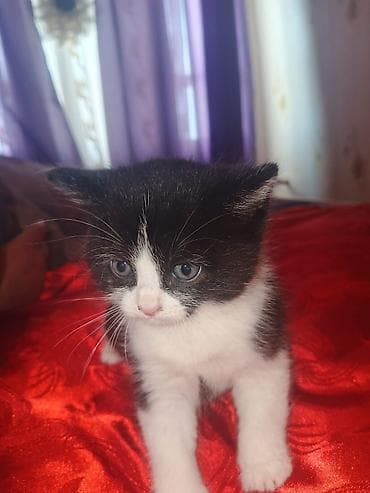 ereb ati satilir: Yaxşı əllərə — 2