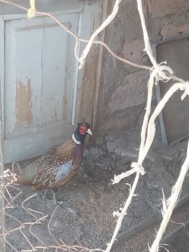 Xoruzlar: Məhsul: Qirqovul (erkək) Təsvir: - Rəngarəng, parlaq lələklərə malik — 2