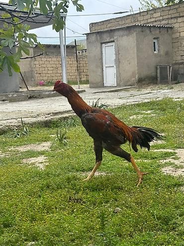 mirvari canta: Salam heyvan 9aylgdi göz qabagndadi ciddi alıcılar narahat eləsin — 4