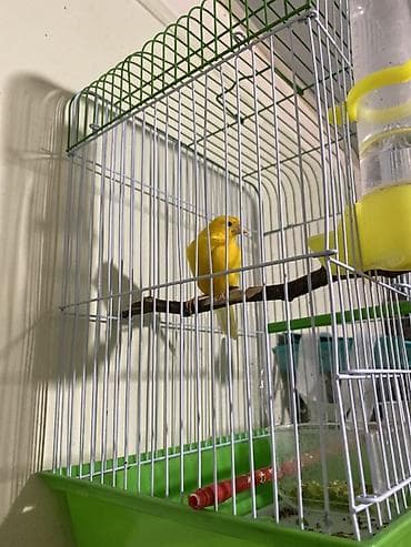 inek yemi: Sarı bülbül və qəfəs dəsti Qızğın erkək bülbül kletqa qarışıq — 1