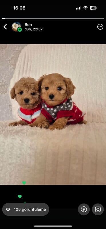 pudel satisi: Pudel — 7