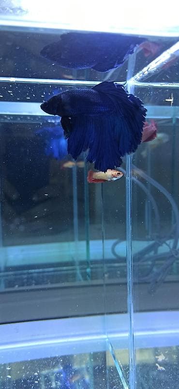 akvarium: Betta (Petuşok balığı), Ünvandan götürmə — 5