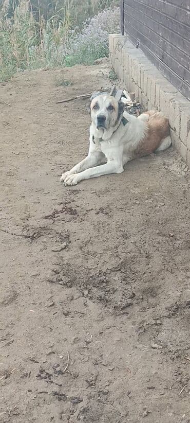 it adları erkek: Alabay, Dişi — 1