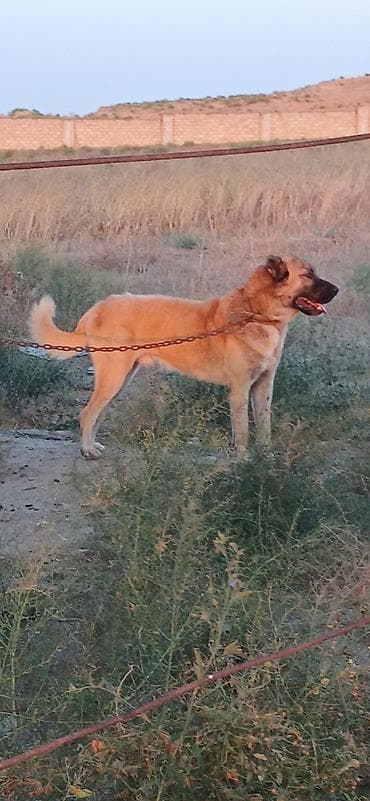cücə satışı: Гурдбасар, 2 года, Самец, С прививками, Платная доставка — 3