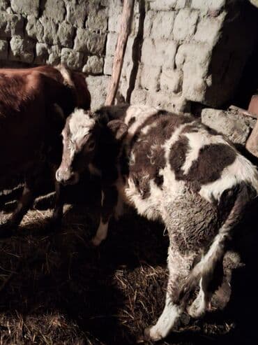xaçmazda inəklər: Satlıq heyvan – inək və buzov - 4 ci qarın doğub 4 aylıq yanda dişi — 4