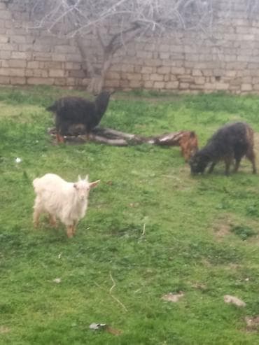 heleb keçisi: Qoyun-keçi sürüsü - Şəkillərdə görünən kiçik sürü: müxtəlif rəngli — 1