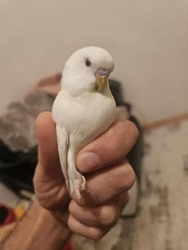 imisli yemi: Ağ rəngli dalğalı tutuquşu (Budzhi) cüte hazr - Tam ağ lələklər — 1