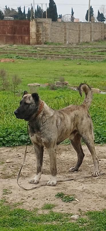 itlerin satsi: Qurdbasar, 2 il, Erkek, Peyvəndli — 6
