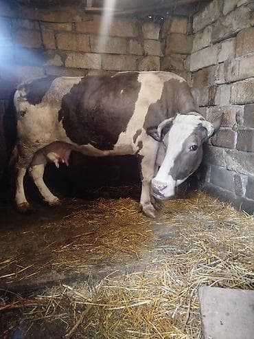 inək şəkilləri: Süd verən inək - Rəng: ağ-qonur-qara ləkəli - Buynuzlu, sağlam bədən — 1