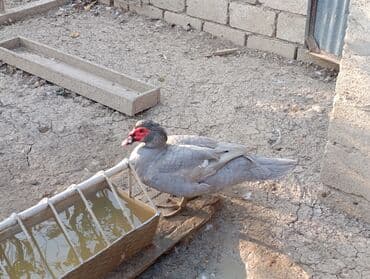 pinqivin ordek: LAVANDA lal ördekler. 8 aylıq erkeylerdi .damazdiq heyvanlardi.temiz — 9