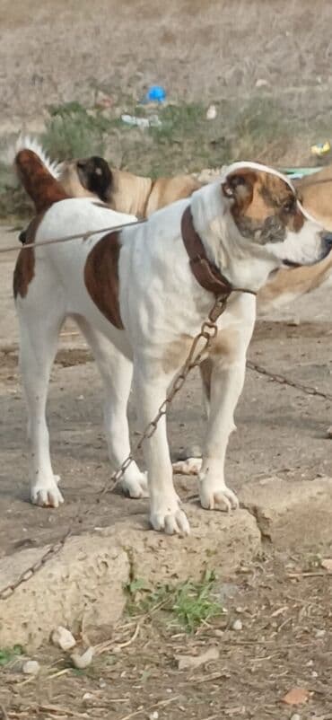 it davası 2020: Qurdbasar, 1 il, Dişi, Peyvəndli, Ödənişli çatdırılma — 26