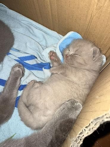 pişik 1 azn: Britan — 1