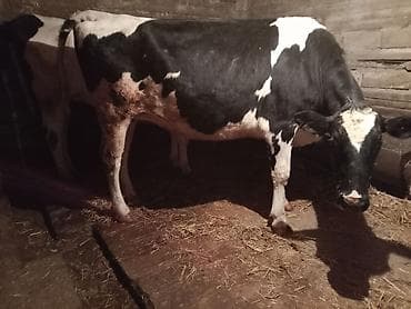 Məhsul: Qaramal və xırdabuynuzlu heyvan - İri buynuzlu: Qara-ağ — 6