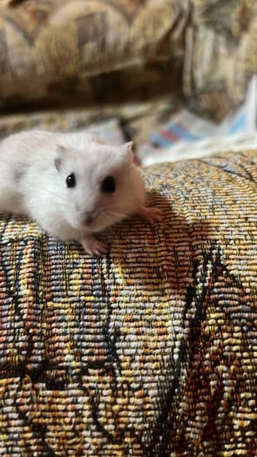 ineklerin satisi: 🐹 Satılır: Hamster 	•	Yaşı: [6-7 aylıq] 	•	Sağlam, aktiv və sevimlidir — 1