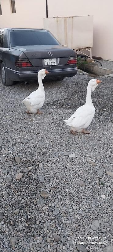 Mal-qara: Gördüyünüz xolmoqor qazları satılır içlerinde 9 aylıq olanlarida var — 1