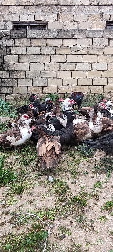 ördək bala: Krasnadar ordeyi ilə zumrudu ordeyler. 20denedi hamsı bir yerdə — 1