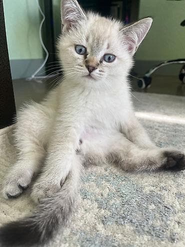 Məhsul: British tipli görünüşə sahib balaca pişik balası