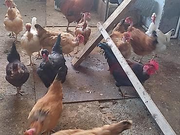 cuce satisi 2020: Sağlam yumurtlayan kənd toyuqlari satılır her biri 16m maraqlanan — 3