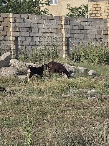 itlerin ucuz qiymete satisi: Heyvanlar tam sağlamdır təcili pul lazım olduğu üçün satılır üçüdə — 6