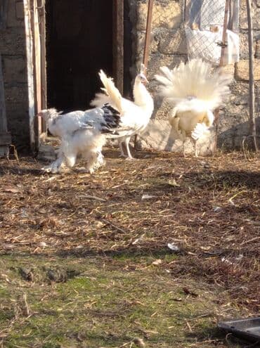 ağ kəklik: Salam aleykum. Satışda bir cüt ağ tovuzquşu var. 6 ayliqdirlar. cütü — 4