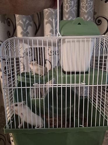 Daşıma çantaları: Ağ 2 eded Kiçik xamyak qəfəs və aksesuar dəsti.Baladirlar.Qarayevden — 9