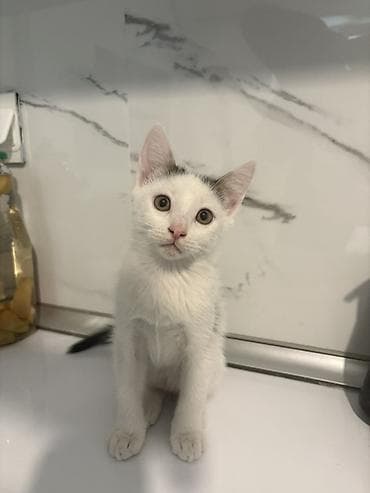 Yaxşı əllərə, Ünvandan götürmə lalafo.az -da Yaxşı əllərə, Ünvandan götürmə