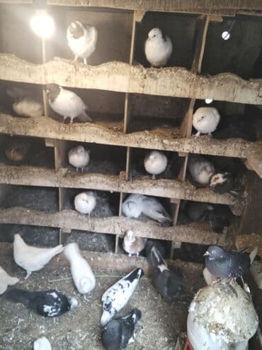 Gəmiricilər: Məhsul: Ev göyərçinləri toplusu Təsvir: - Fərqli rəng və naxışlarda — 1