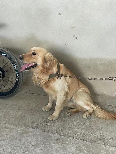 gəlincik heyvan: Retriever, Erkek — 1