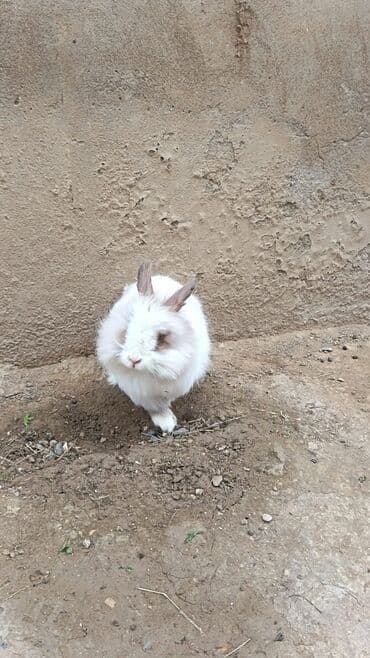 şirin dovşan şəkilləri: Uzun tüklü dekorativ dovşan - Cins: ehtimalən Angora/mix dekorativ — 2