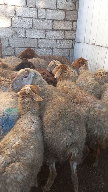 Salam 15 dene bogaz qoyun