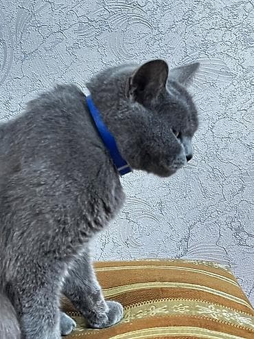 qus yuvasi satisi: Britan, Dişi, Yaxşı əllərə, Ünvandan götürmə, Ödənişli çatdırılma — 4